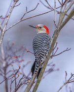 RD5_6870-Female Red Bellied Woodpecker..jpg