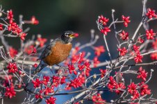 RD5_6788-Robin.jpg