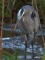 BlueHeron.jpg