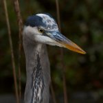BlueHeron4.jpg