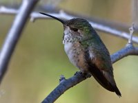 Hummer3.jpg
