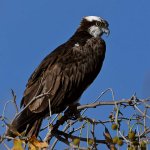 Osprey4.jpg