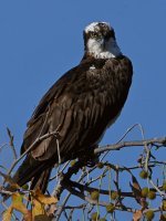 Osprey6.jpg