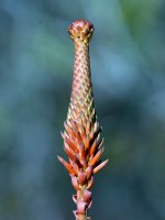 Yucca2.jpg