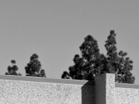 Trees.jpg