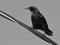 CrowBW.jpg