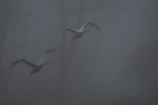 500_4551-DeNoiseAI-raw.jpg