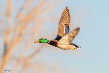 MallardFlight-58.jpg