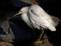 Egret.jpg
