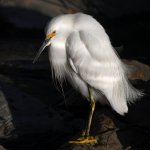 Egret3.jpg