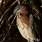 GreenHeron3.jpg
