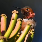 Hummer11.jpg