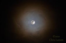 Moon-dog.jpg
