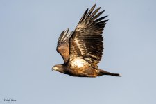 BaldJuvie-59.jpg