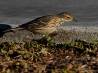 Pipit6.jpg