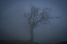 Fog3.jpg