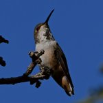 Hummer2.jpg