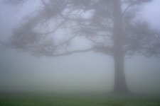 Treefog.jpg