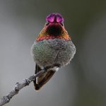 Hummer3.jpg