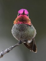 Hummer11.jpg