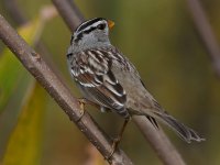 Sparrow.jpg