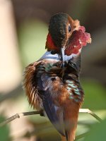 Hummer14.jpg