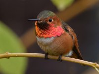 Hummer7.jpg