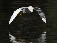 Egret4.jpg