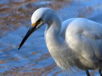 Egret.jpg