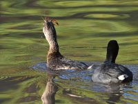 Grebe4.jpg