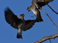 Swallow.jpg