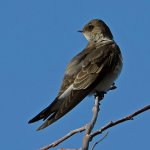 Swallow4.jpg