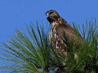 Hawk3.jpg