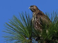 Hawk6.jpg