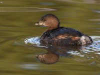 Grebe2.jpg