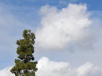 Pine.jpg