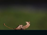Leaf2.jpg