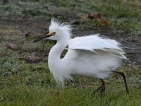 Egret4.jpg