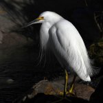 Egret8.jpg