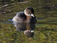 Grebe2.jpg
