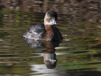 Grebe3.jpg