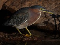 GreenHeron6.jpg