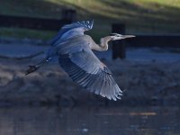 BlueHeron6.jpg
