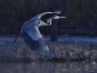 BlueHeron7.jpg