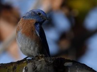 Bluebird.jpg