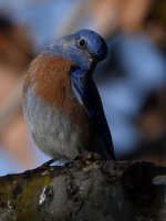 Bluebird2.jpg