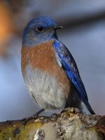 Bluebird6.jpg