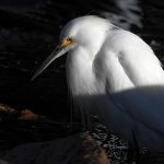Egret2.jpg