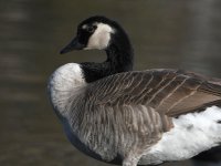 Goose.jpg