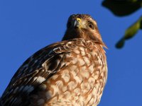 Hawk2.jpg